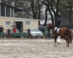 dressage horse Der isset (Oldenburg, 2005, from Donnerball)