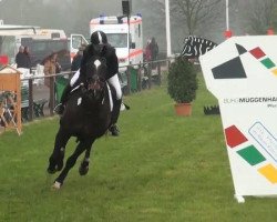 jumper Karmante (KWPN (Royal Dutch Sporthorse), 1992, from Purioso)