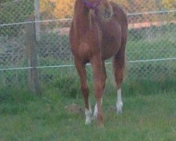 dressage horse Liliana (Hanoverian, 2010, from v. San Remo)