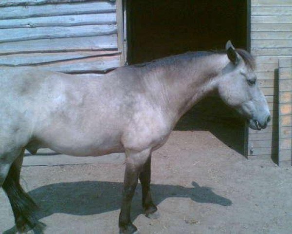 Pferd Acki (Connemara-Pony, 1983)