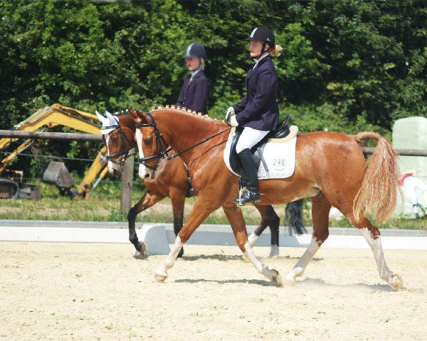 horse Bonito (German Riding Pony, 1994, from Bolero)