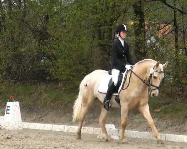 Dressurpferd Golden Garfield (Deutsches Reitpony, 2000, von Gospodin H)