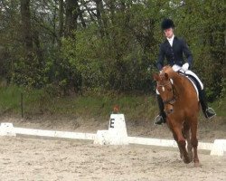 dressage horse Rossinio (Oldenburg, 2001, from Rubinstein I)