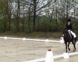 dressage horse Lion 71 (German Riding Pony, 1996, from Laudatio)