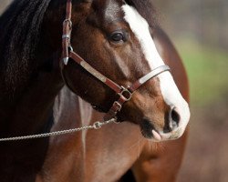 Deckhengst Berry Big Chex (Quarter Horse, 2009, von Big Chex To Cash)