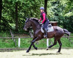 jumper Kaya La Haya (KWPN (Royal Dutch Sporthorse), 2015, from Glock's Johnson Tn)