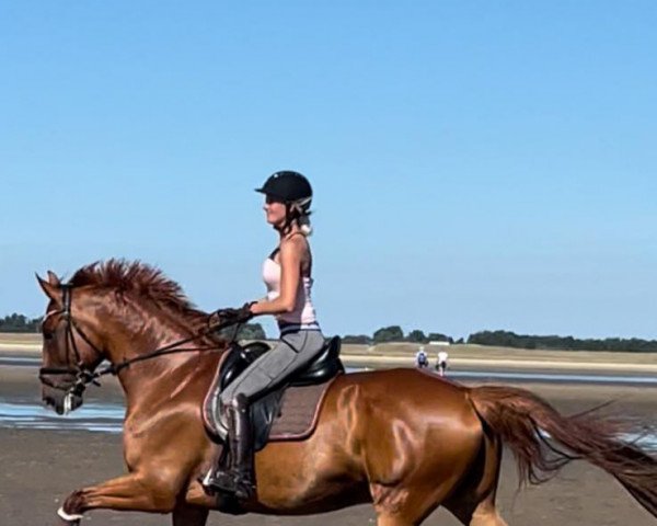 jumper Whiskey Ooseven (German Sport Horse, 2014, from Waldes)