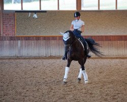 dressage horse Cape Town (Hanoverian, 2006, from Helenenhof's Carabas)