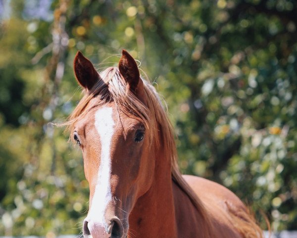 horse HF Makari (Arabian thoroughbred, 2021, from Kamerton)