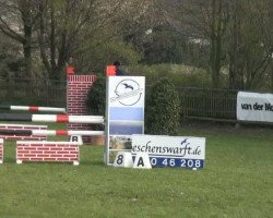 dressage horse Le petite Charmeur (Welsh, 2002, from Bokkesprong Czardas)