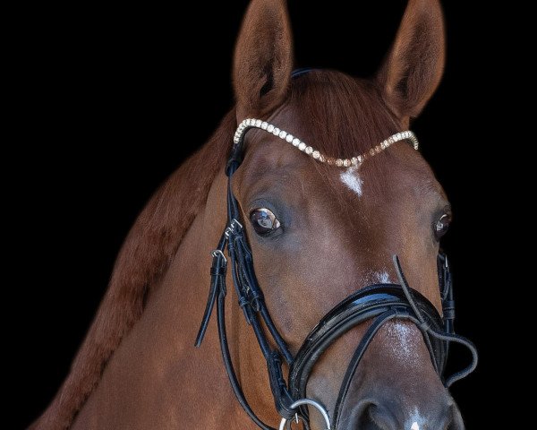 dressage horse Le petit rose (Westphalian, 2017)