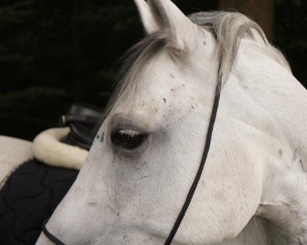 horse Nando (German Riding Pony, 1995, from Navarino)