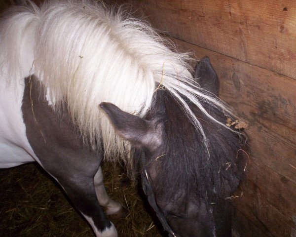 Zuchtstute Sindy (Shetland Pony, 2013)