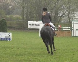 jumper Penelope (Hessian Warmblood, 2004, from Piano II)