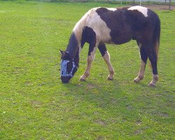 stallion Ontario (Lewitzer, 2010, from Onyx)