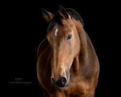 dressage horse Uganda 39 (German Sport Horse, 2011, from Conteur)