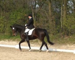 dressage horse Churchill 34 (Rhinelander, 2001, from Cordino)