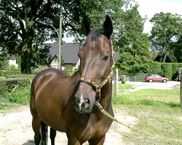 Pferd Santucan xx (Englisches Vollblut, 1989, von Dorfbub xx)