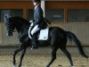 dressage horse Venetto OS (German Riding Pony, 2002, from Valido)