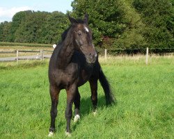 broodmare Augenweide (Bavarian, 1984, from Report II)