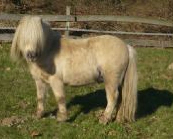 stallion Oscar van de Linden (Shetland pony (under 87 cm), 1999, from King v.d.Ysselhof)