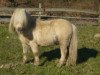 Deckhengst Oscar van de Linden (Shetland Pony (unter 87 cm), 1999, von King v.d.Ysselhof)
