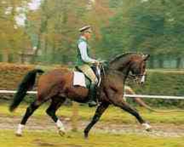 stallion Duros 3471 (Brandenburg, 1985, from Duralin III)