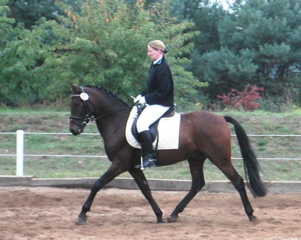 Dressurpferd Derano Dancing (Deutsches Reitpony, 1999, von FS Don't Worry)