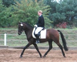 dressage horse Derano Dancing (German Riding Pony, 1999, from FS Don't Worry)