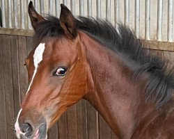 dressage horse Dara DG (German Riding Pony, 2022, from Reitland's Diamonds Gold)