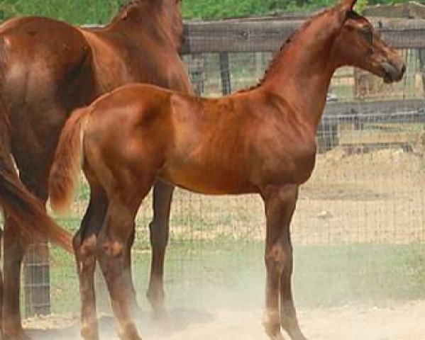 broodmare CF Daphane (Oldenburg, 2010, from Don De Marco)