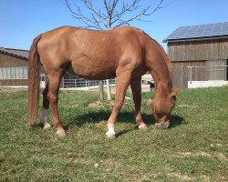 broodmare Goldengel (Württemberger, 1985, from Greif)