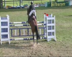 jumper Acor M (German Sport Horse, 2003, from Acorado I)