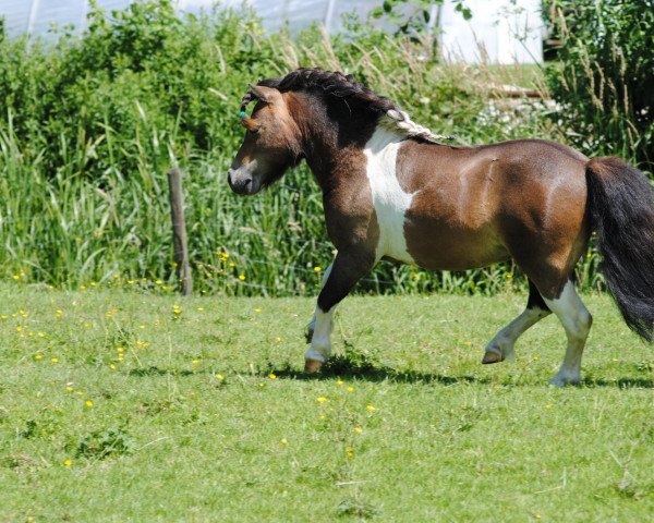 stallion Laury von Warfen (Shetland pony (under 87 cm), 2005, from Larry v. h. Wolmker)