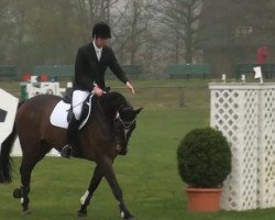 dressage horse William 245 (Hanoverian, 2000, from White Star)