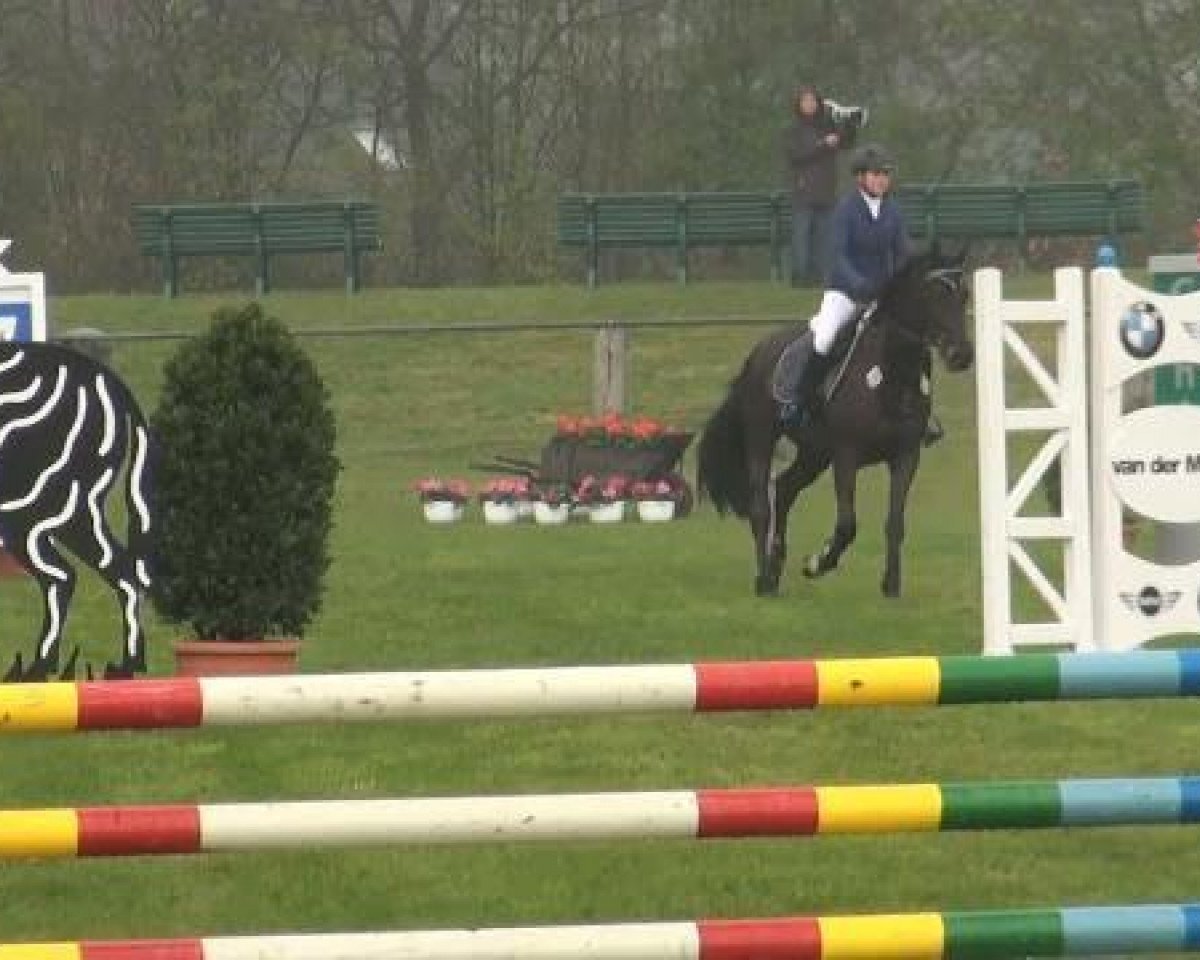 Springpferd Escada 173 (Hannoveraner, 2004, von Escudo I)