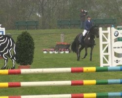 jumper Escada 173 (Hanoverian, 2004, from Escudo I)