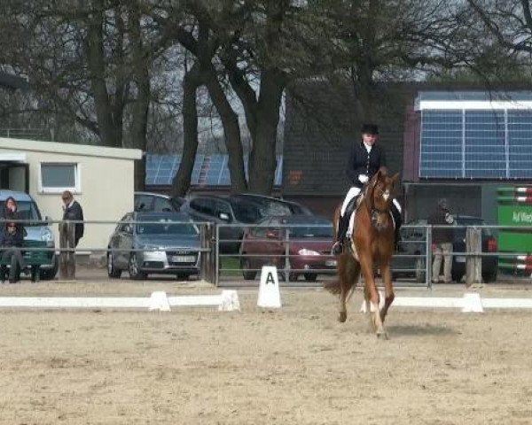 dressage horse Wolkenlos 2 (Oldenburg, 2000, from Wolkentanz II)