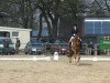 dressage horse Wolkenlos 2 (Oldenburg, 2000, from Wolkentanz II)