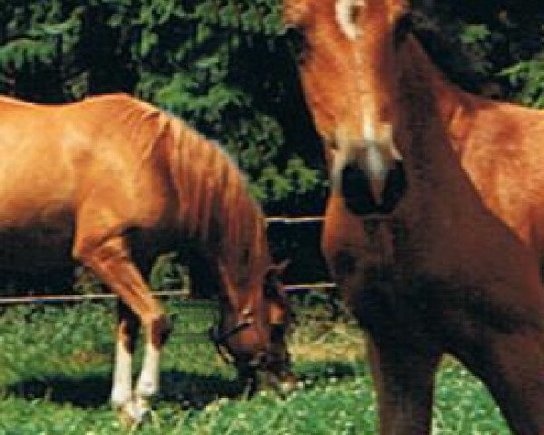 horse Diva (German Riding Pony, 1994, from Brillant)