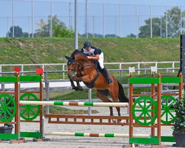 jumper Casper The Ghost (Oldenburg show jumper, 2013, from Cornet's Prinz)