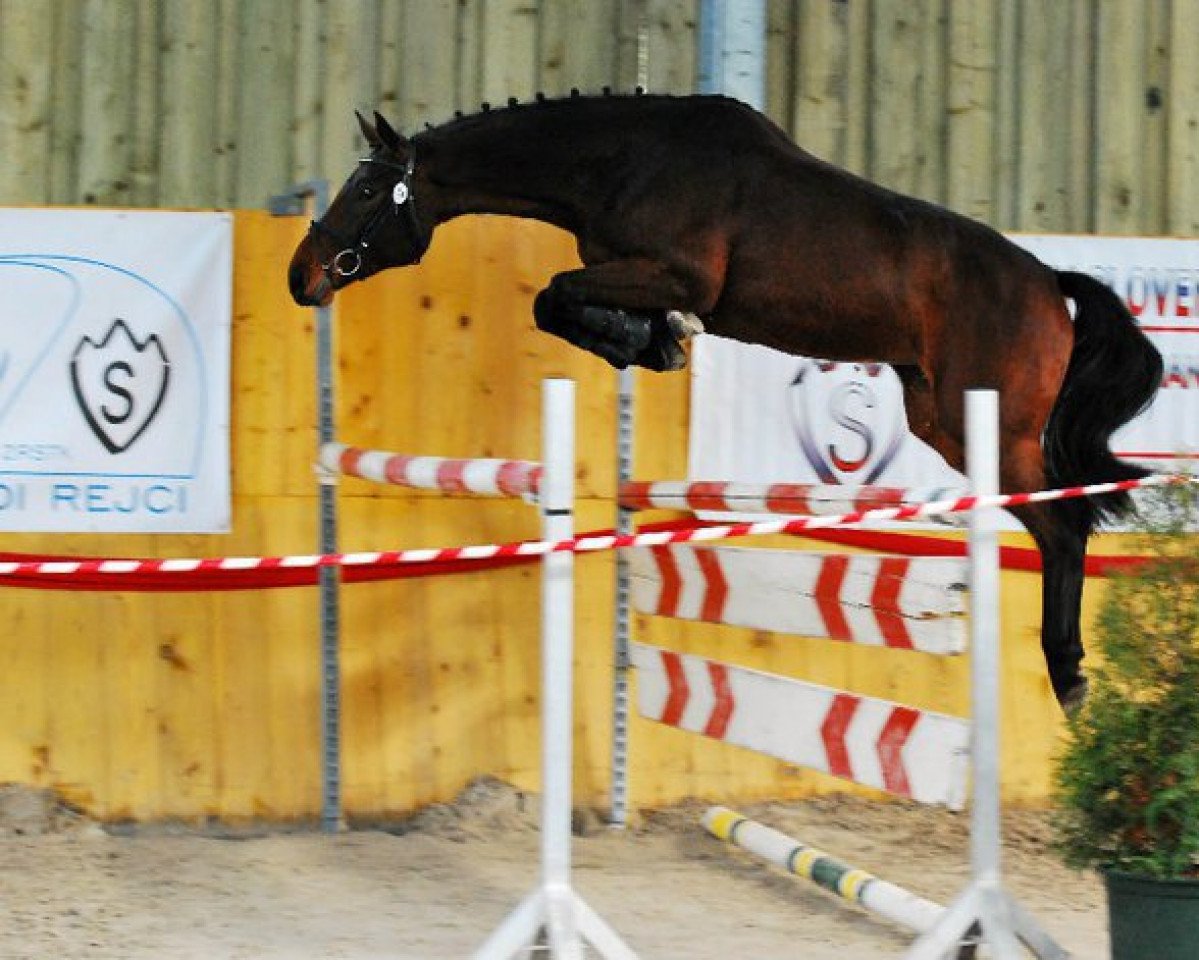 broodmare Light and Shadow (Oldenburg show jumper, 2007, from Sir Shutterfly)
