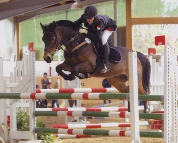 horse Little Joe (German Riding Pony, 1995, from Legat)