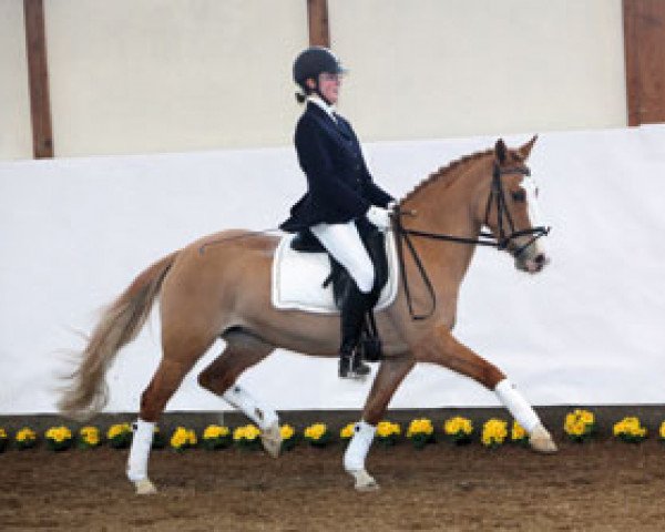 broodmare Dorina A (German Riding Pony, 1997, from Dornik B)