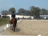 dressage horse Cayetano 9 (Hanoverian, 2002, from Charon)