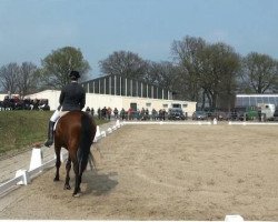 dressage horse Cayetano 9 (Hanoverian, 2002, from Charon)