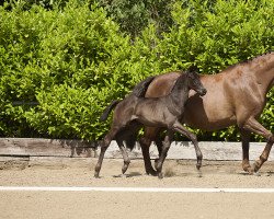 dressage horse Iplands Lusello (Trakehner, 2022, from Helium)