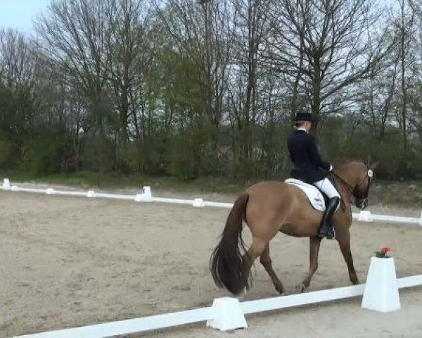 dressage horse De Facto B (German Riding Pony, 2001, from FS Don't Worry)