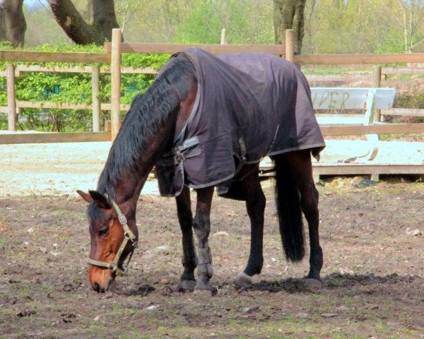 horse Sonnentanz (Hanoverian, 1997, from Sunlight xx)