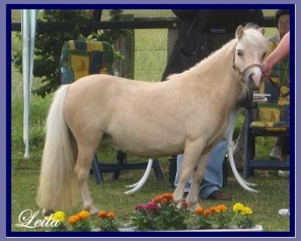 Zuchtstute Präm. Leila (Shetland Pony (unter 87 cm), 2002, von Cesar v.d. Nijkamp)